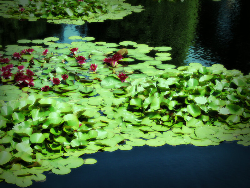 Lily Pads and Water Lilies — Green