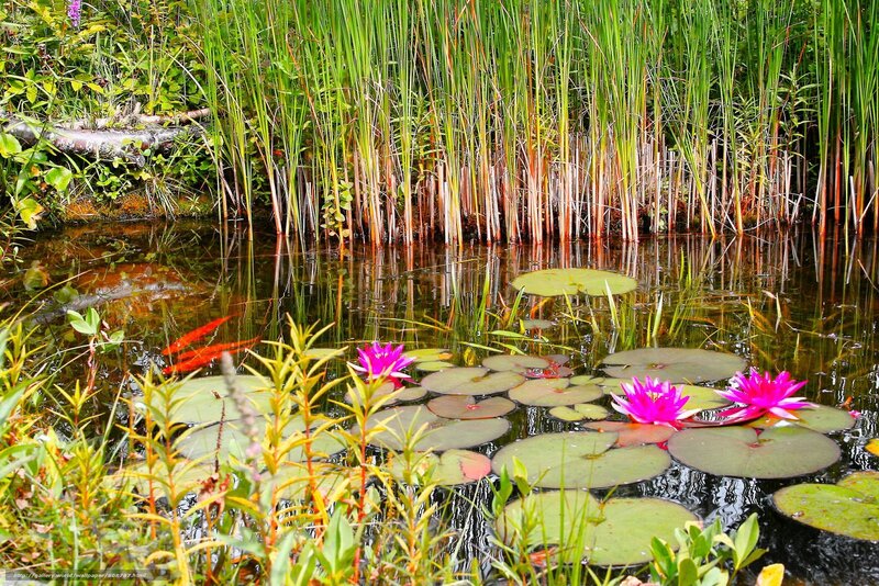 Lily pads and water lilies in a pond