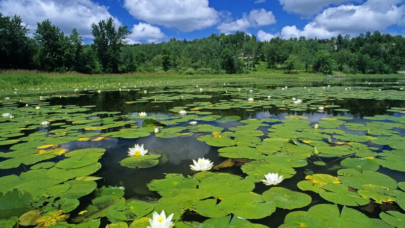 Lily pads and water lilies on a pond