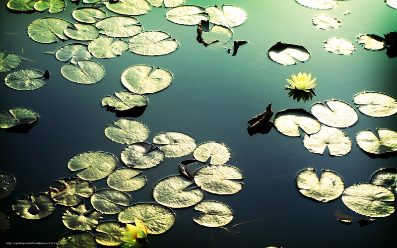 Lily pads and water lilies