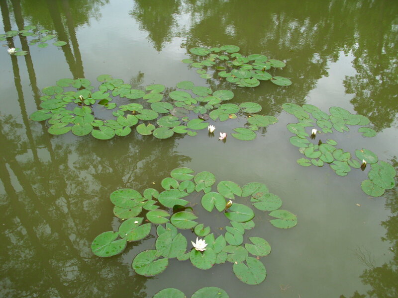lily pads and white water lilies