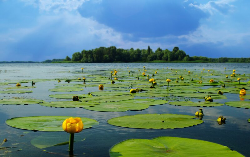 Lily pads and yellow flowers on a lake