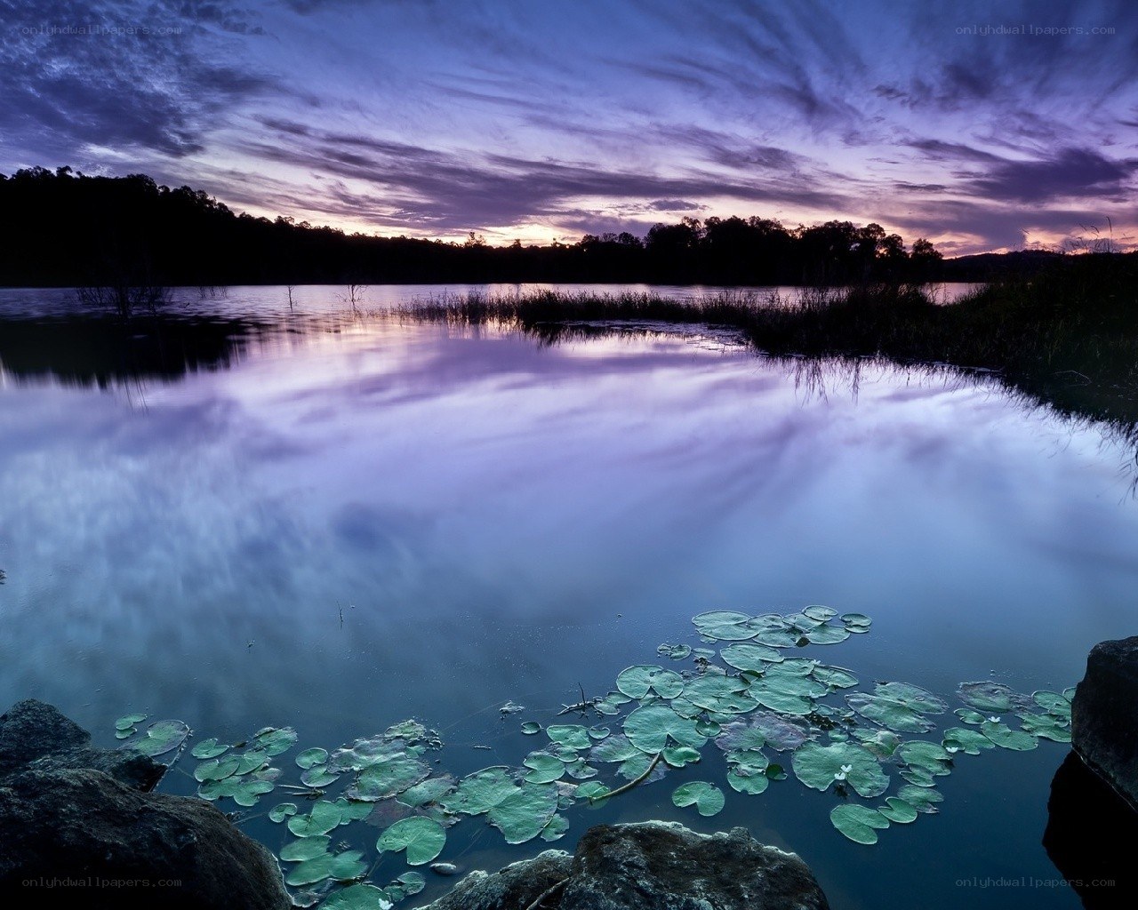 Lily pads at dusk