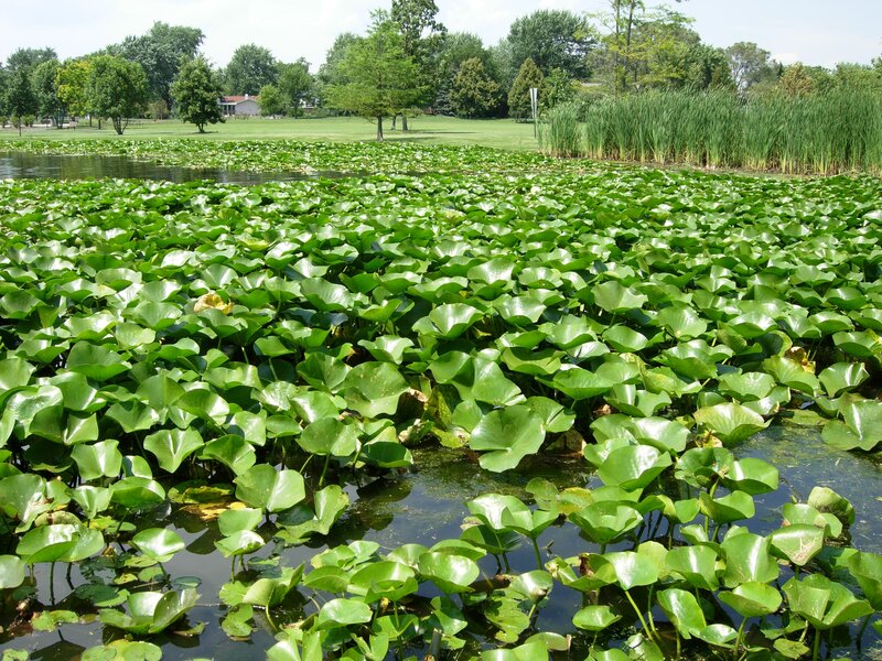 Lily pads covering a pond
