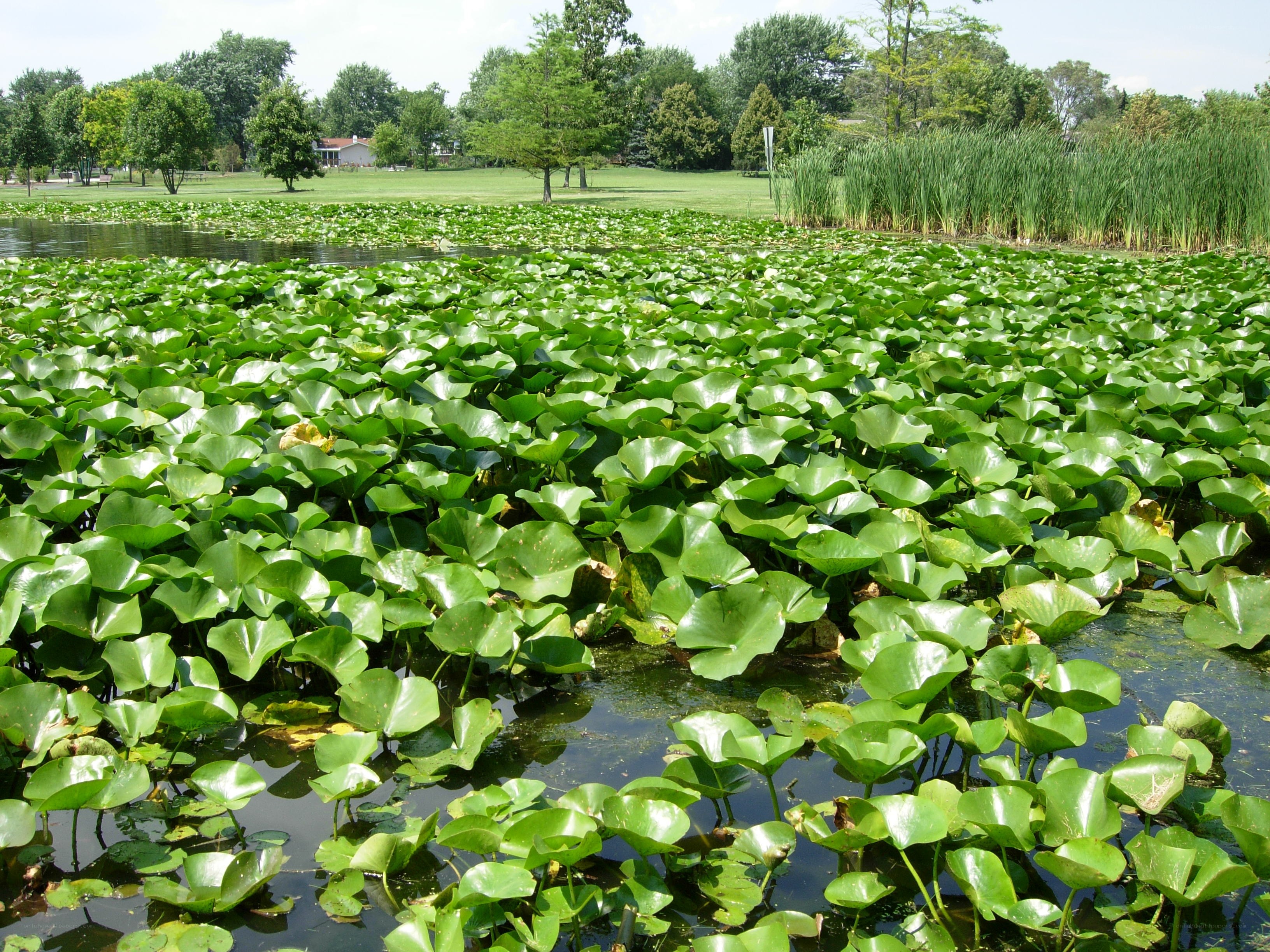 Lily pads covering a pond
