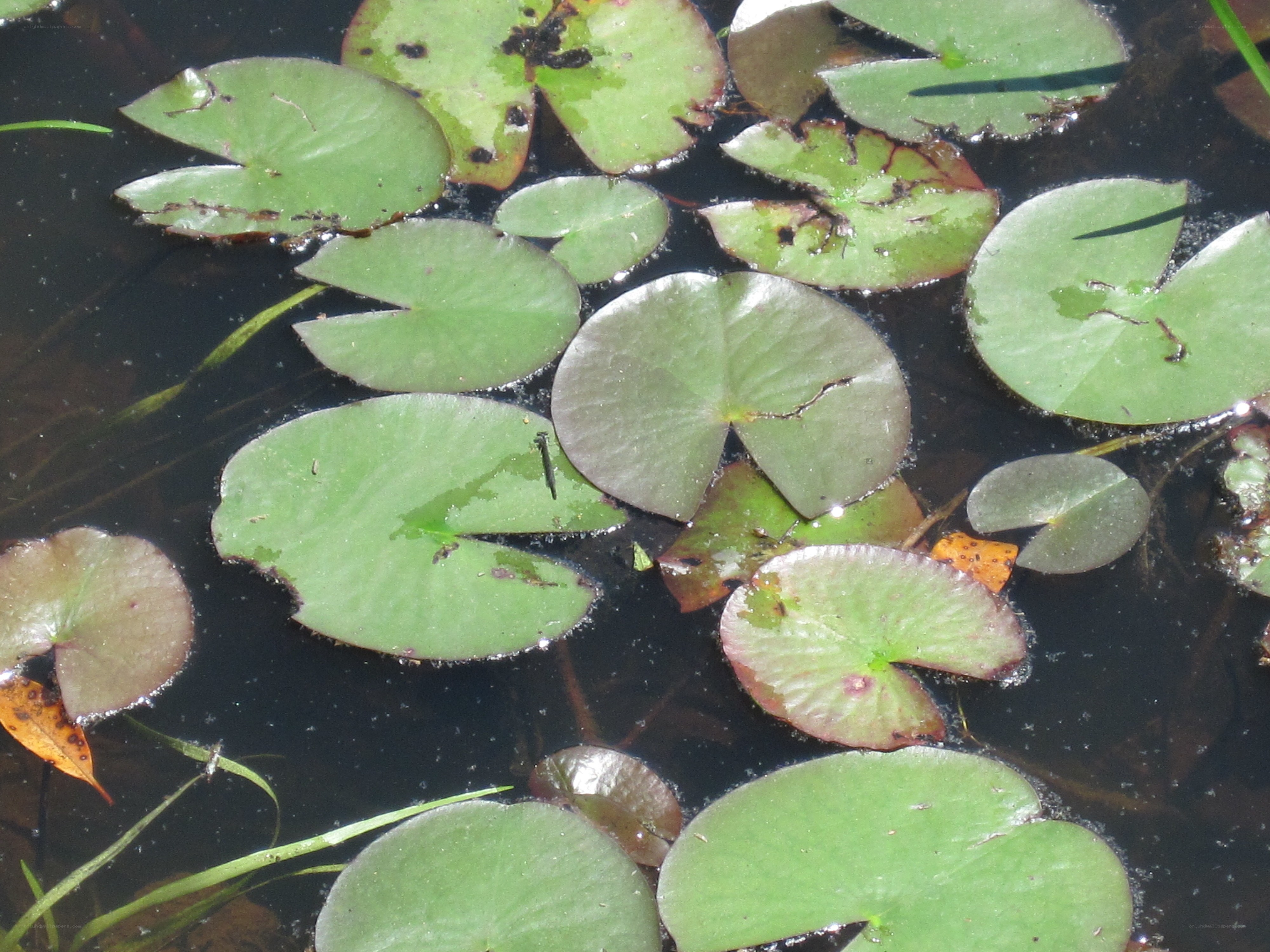 lily pads floating on water