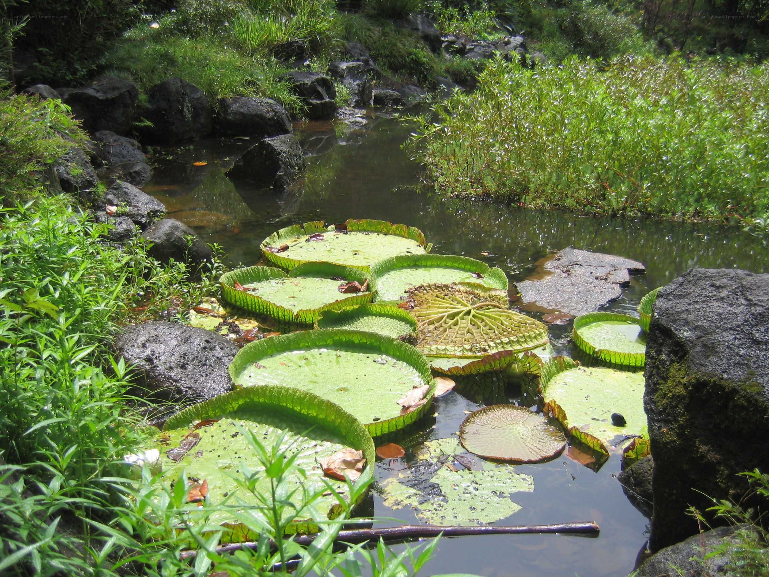 Lily pads in a forest pond