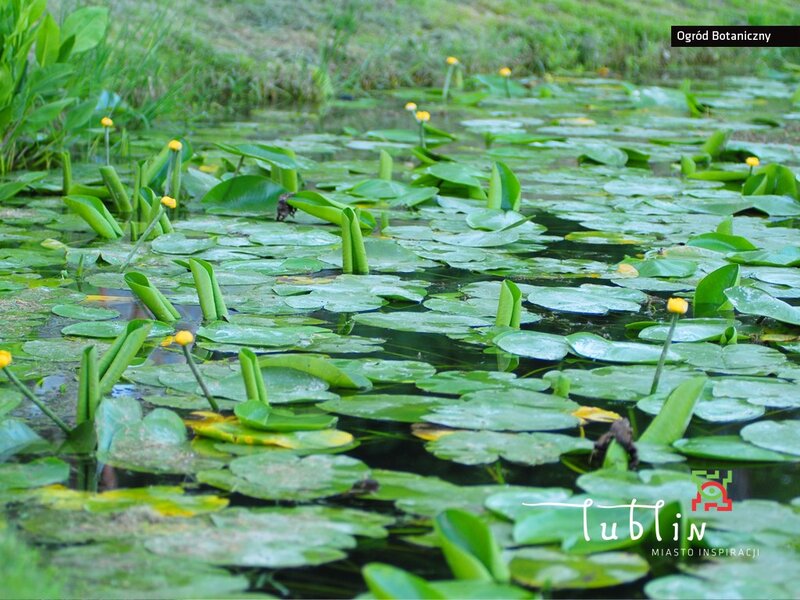 Lily pads in a pond