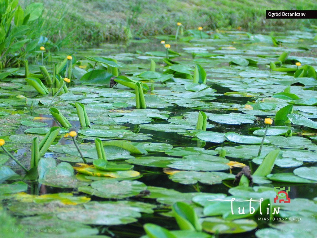 Lily pads in a pond
