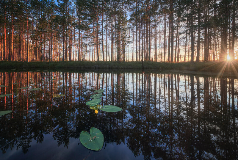 Lily Pads in Forest Pond — Green