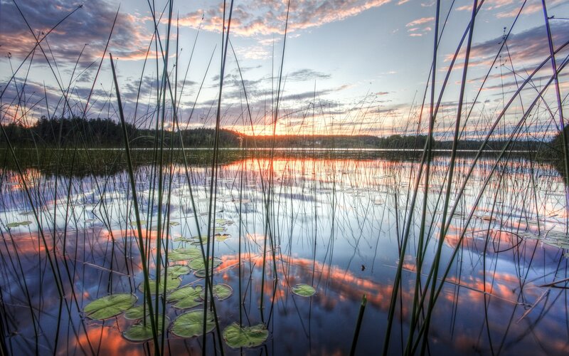 Lily Pads in Lake