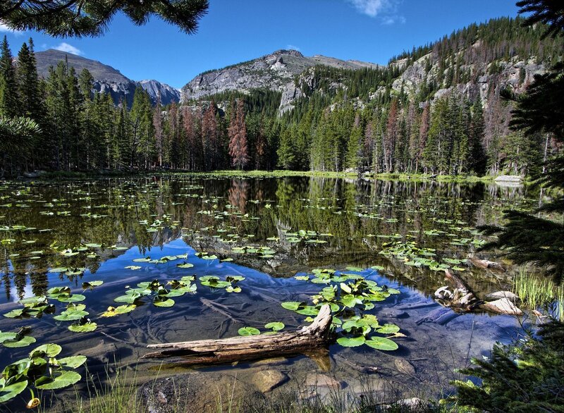 Lily Pads in Mountain Lake — Blue