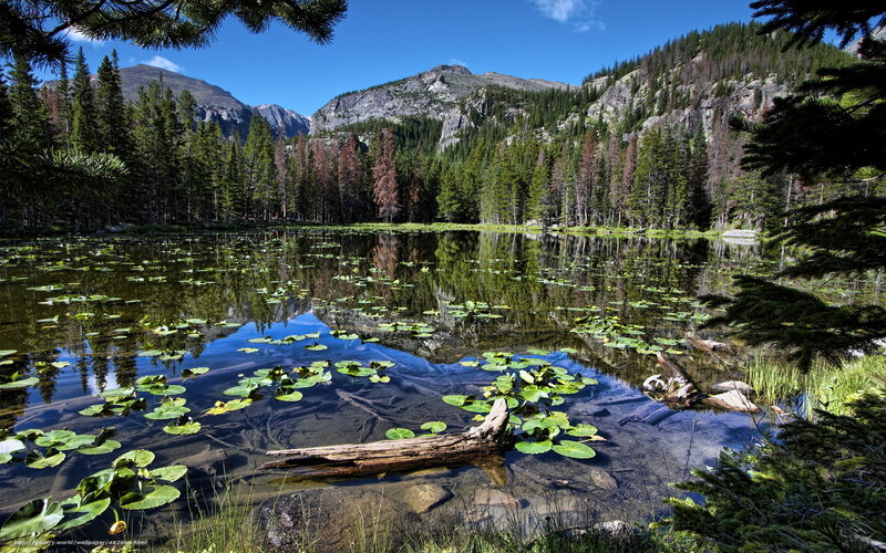 Lily Pads in Mountain Pond — Green, Serene