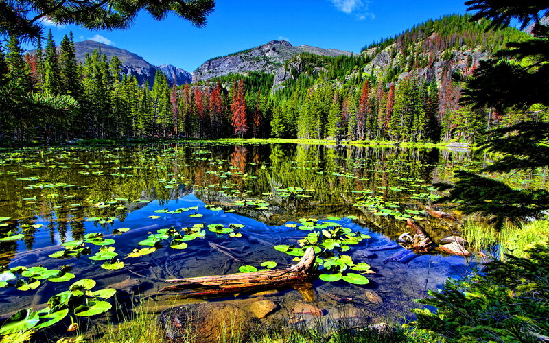 Lily Pads in Mountain Pond — Green