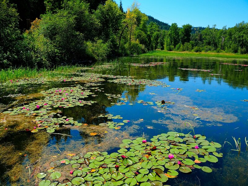 Lily Pads in Pond — Green, Serene, Afternoon, Photograph, Trees
