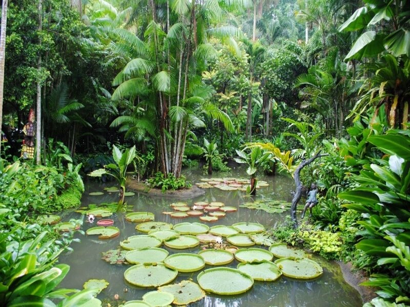 Lily Pads in Pond — Green, Serene