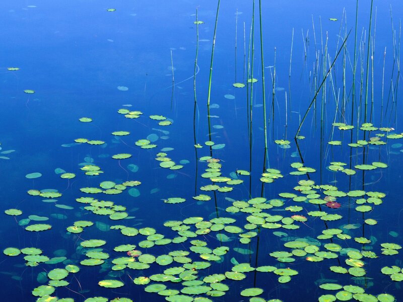 Lily pads on a blue pond
