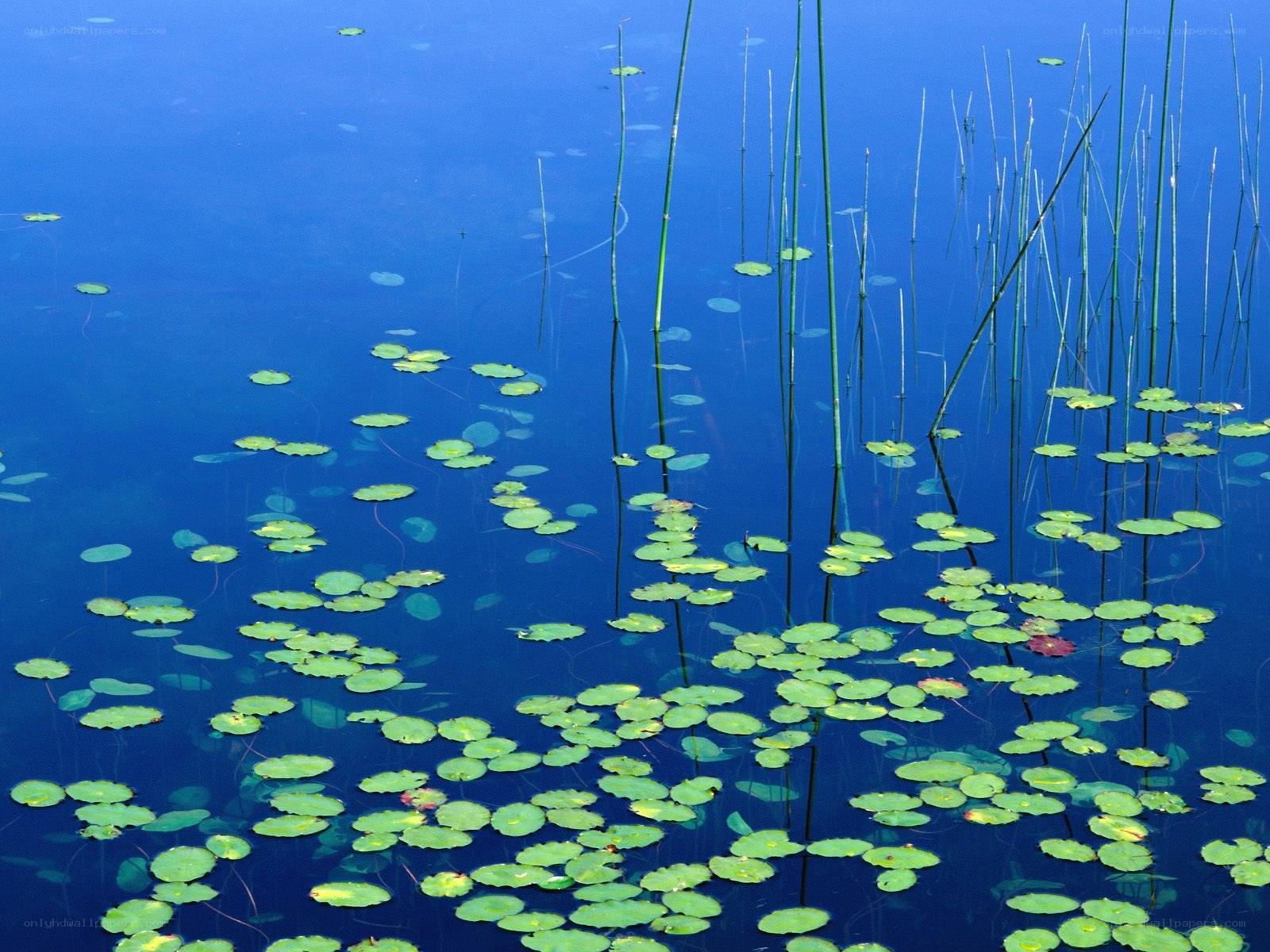 Lily pads on a blue pond