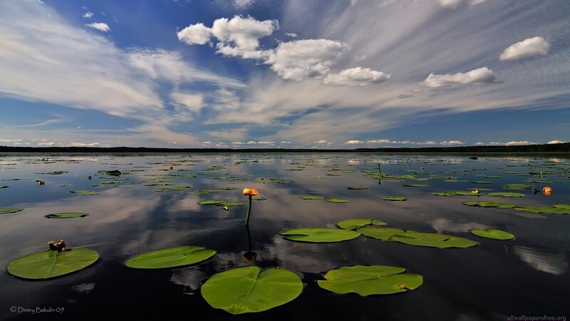 Lily pads on a calm lake