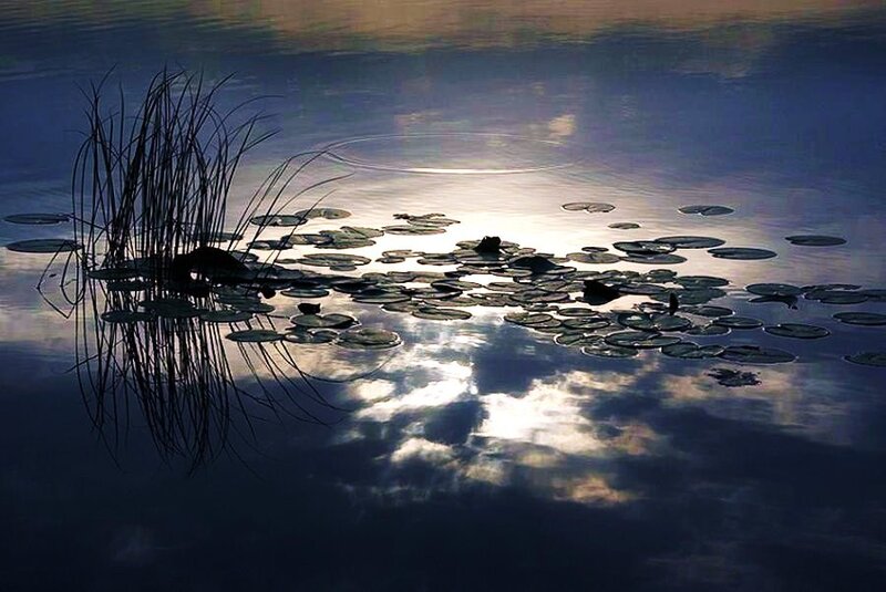 Lily pads on a calm lake at sunset