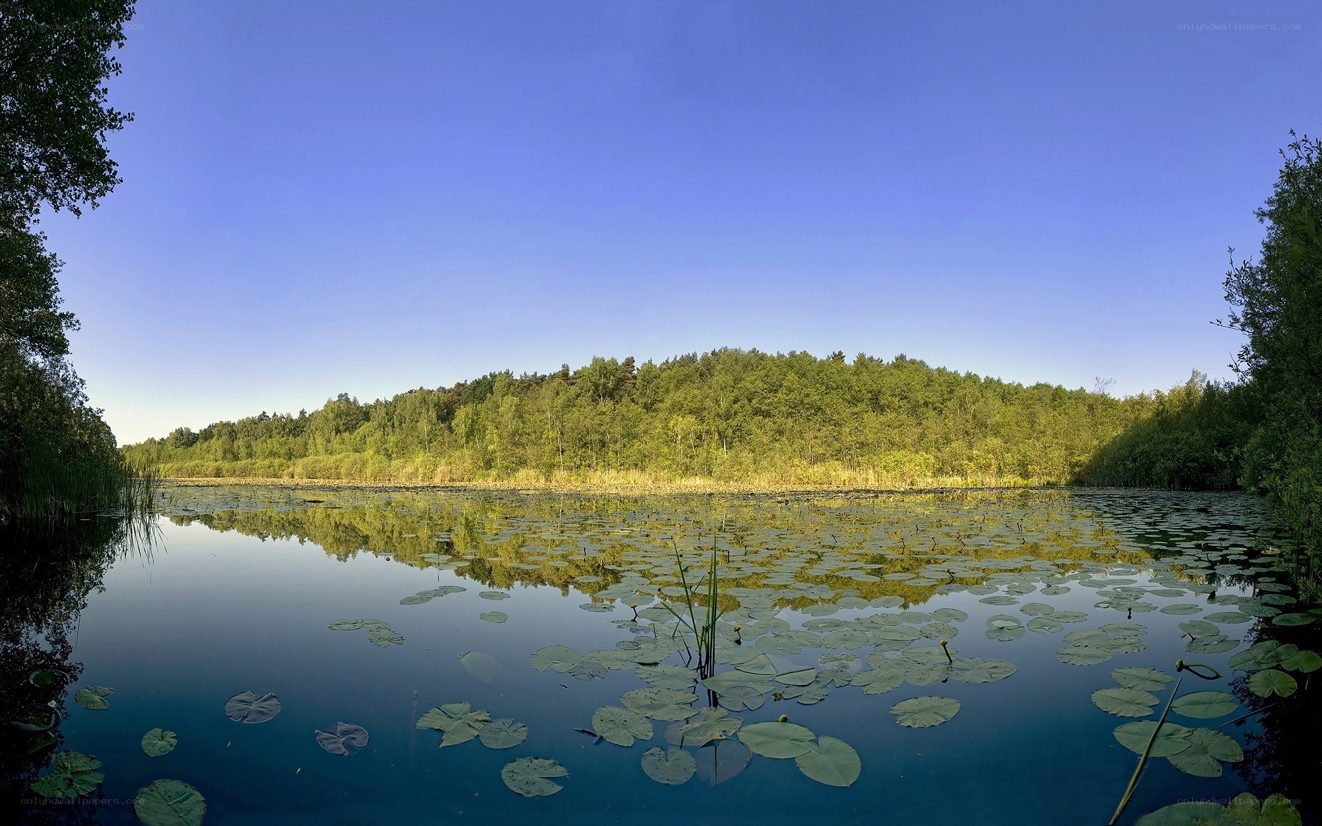 Lily pads on a calm lake