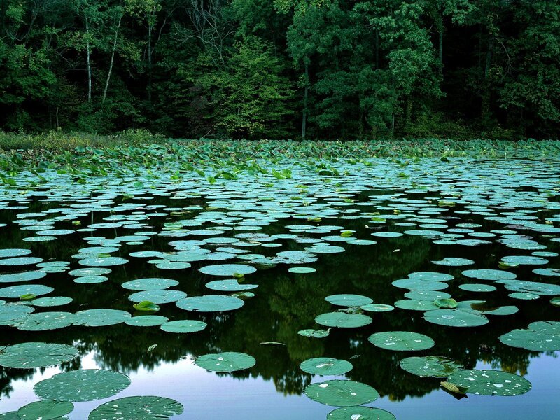 lily pads on a calm pond