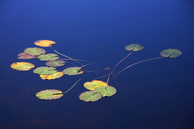Lily pads on a calm pond