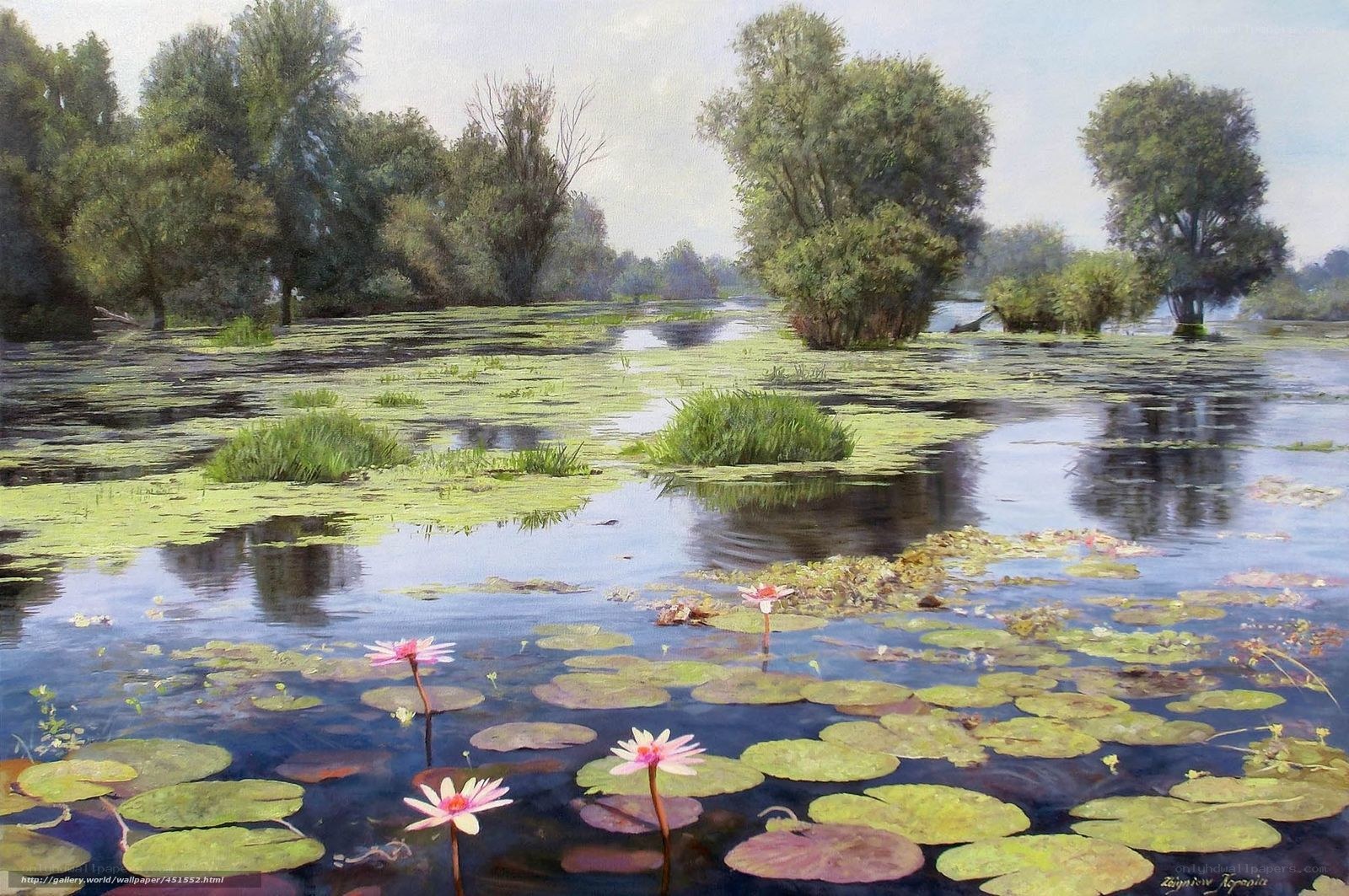 Lily pads on a calm pond