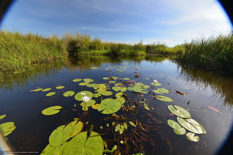 Lily pads on a calm pond