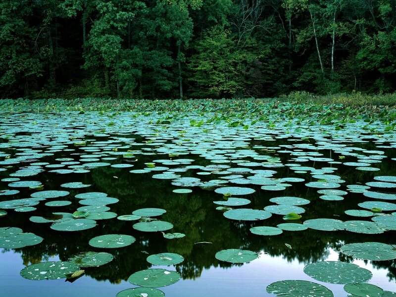 Lily pads on a calm pond