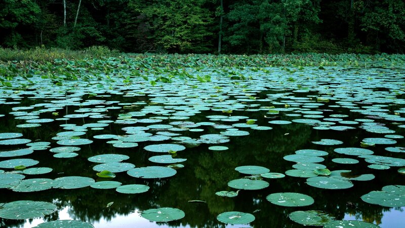 lily pads on a calm pond
