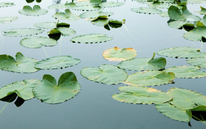 lily pads on a calm pond