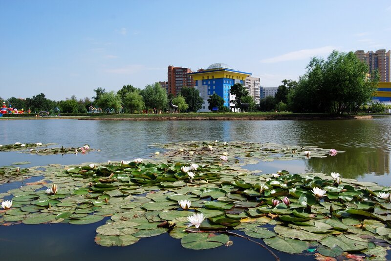 Lily pads on a city pond