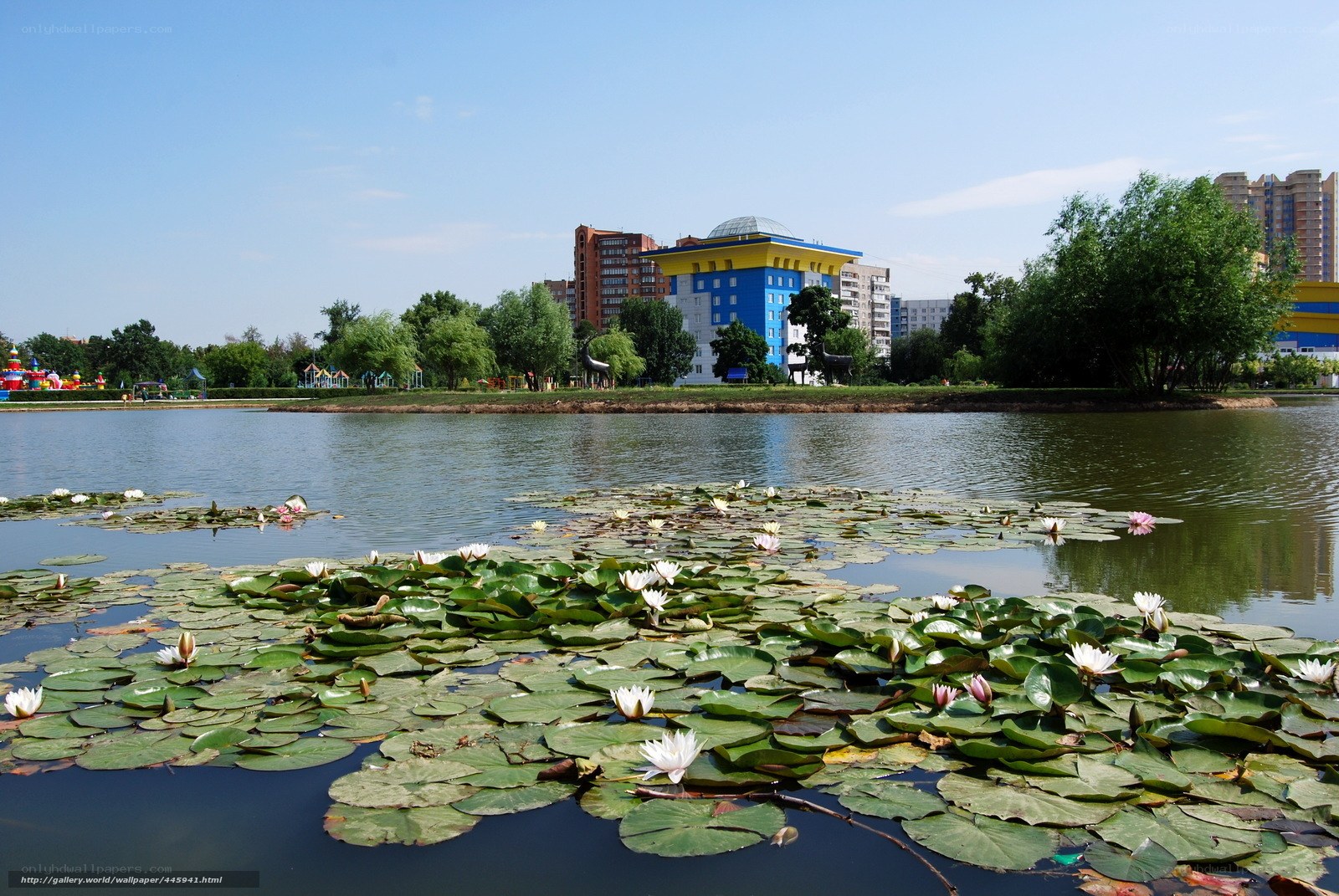 Lily pads on a city pond