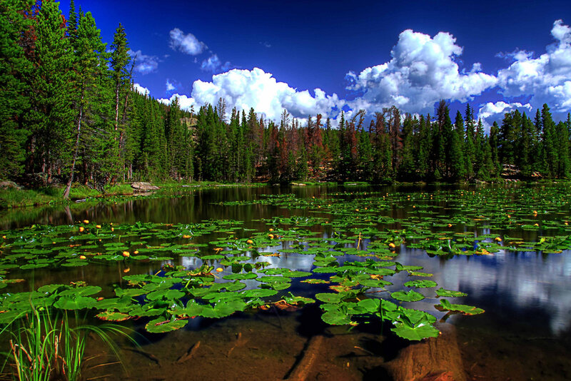Lily pads on a forest lake