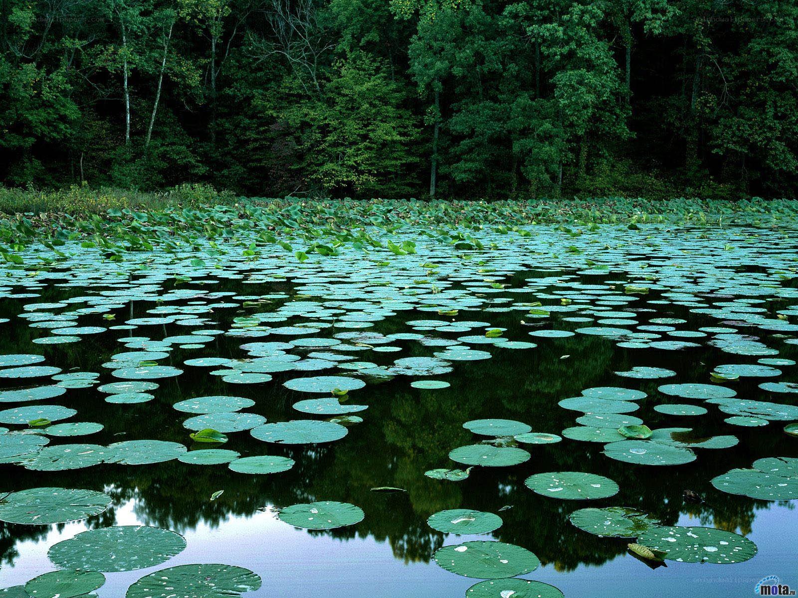 Lily pads on a forest pond