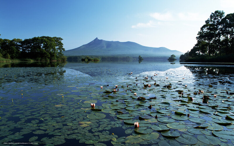 Lily pads on a lake with a mountain