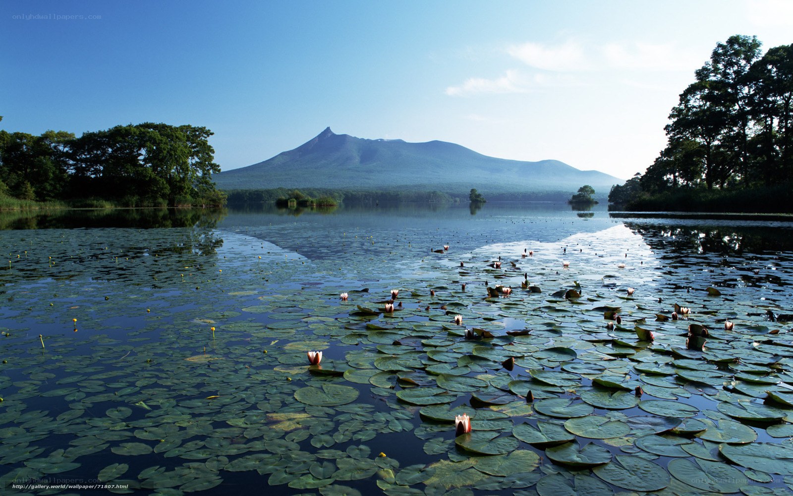 Lily pads on a lake with a mountain