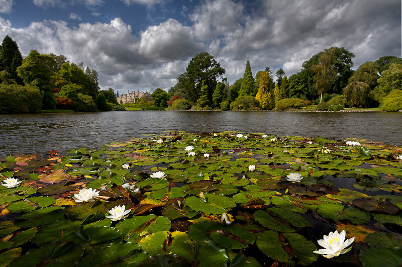 Lily pads on a lake with castle