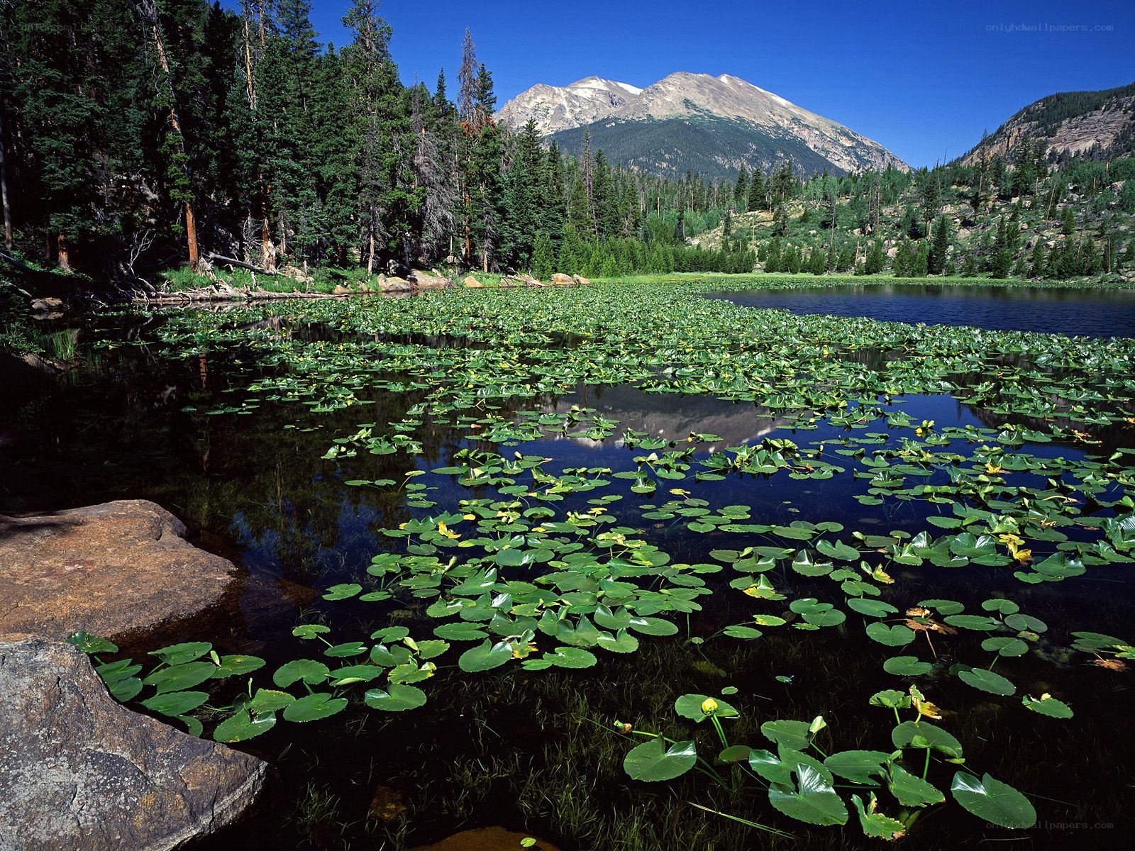 Lily pads on a mountain lake