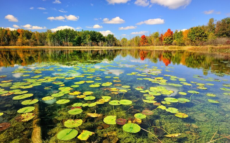 Lily Pads on a Pond — Blue, Serene, Autumn, Photograph, Trees, Sky