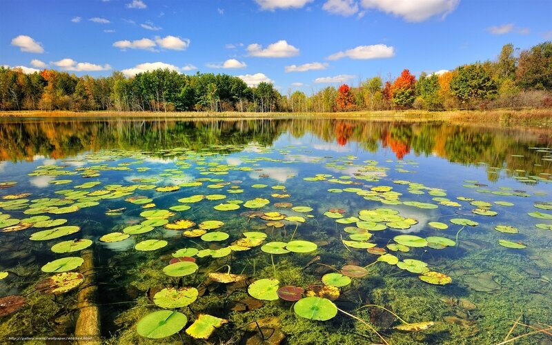 Lily Pads on a Pond — Blue, Serene, Autumn
