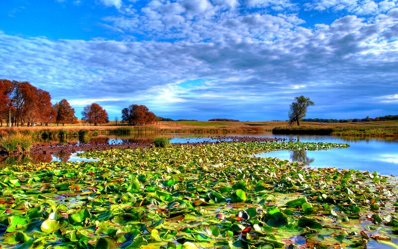 Lily Pads on a Pond — Blue, Serene