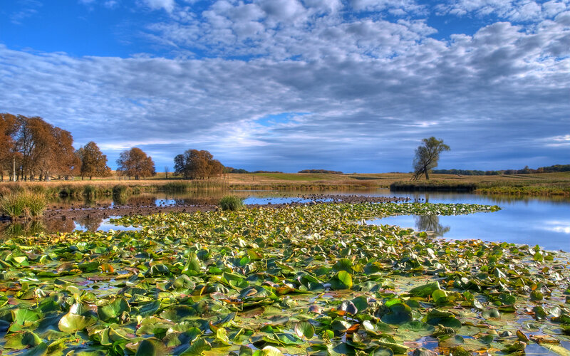 Lily Pads on a Pond — Blue