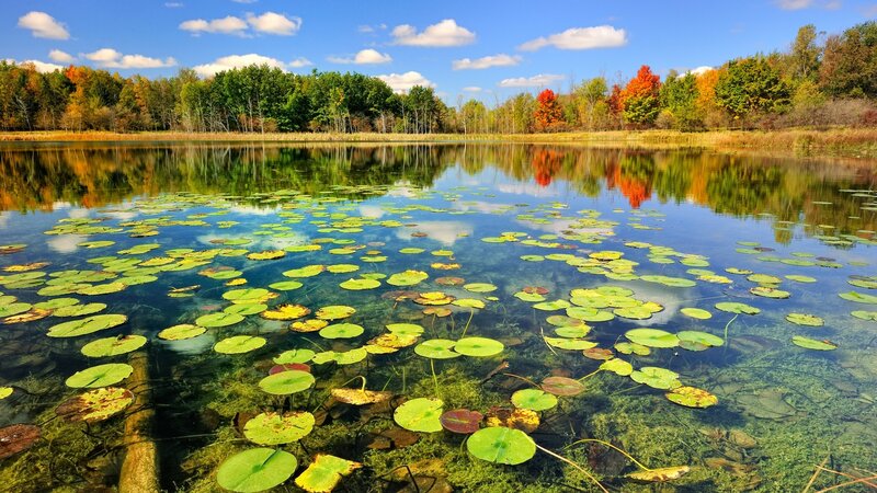 Lily Pads on a Pond — Green, Serene, Autumn