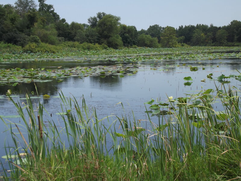 Lily Pads on a Pond — Green, Serene, Summer