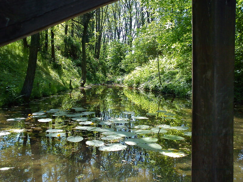Lily Pads on a Pond — Green, Serene