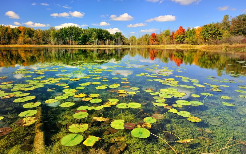 Lily Pads on a Pond — Green
