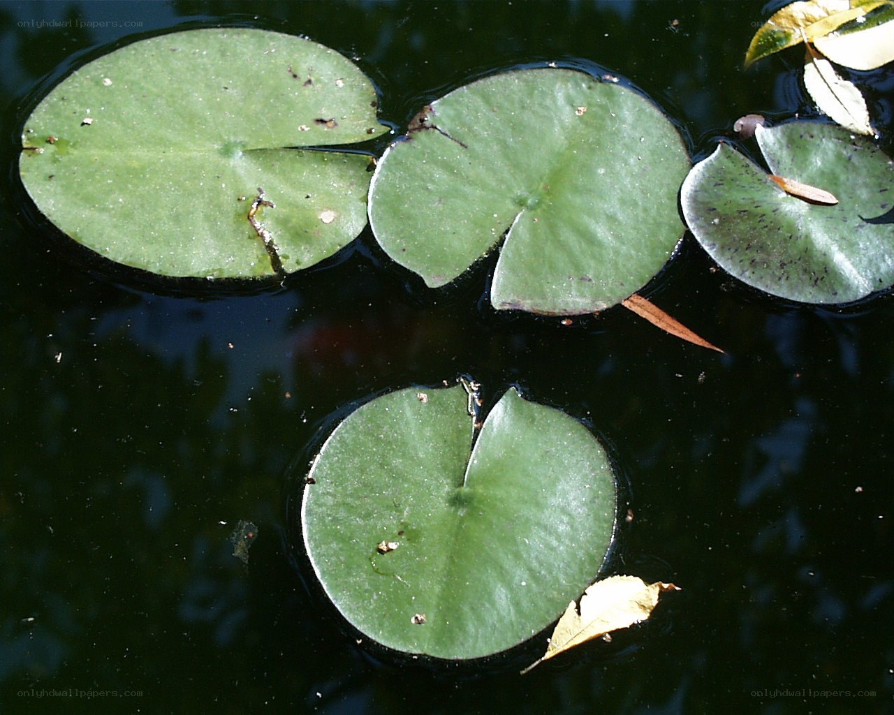 lily pads on a pond