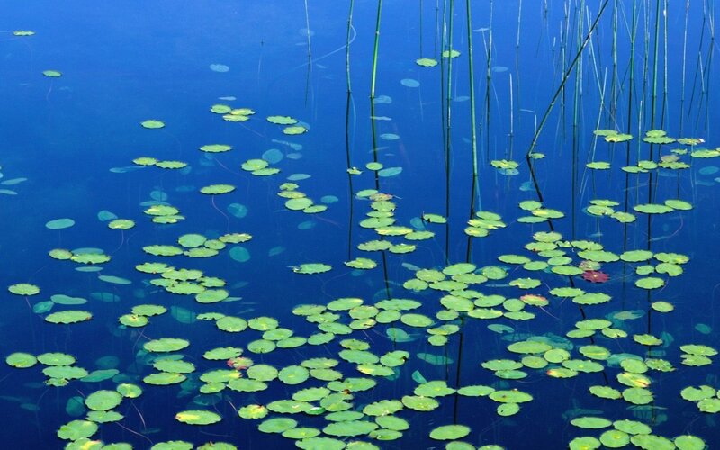 lily pads on blue water
